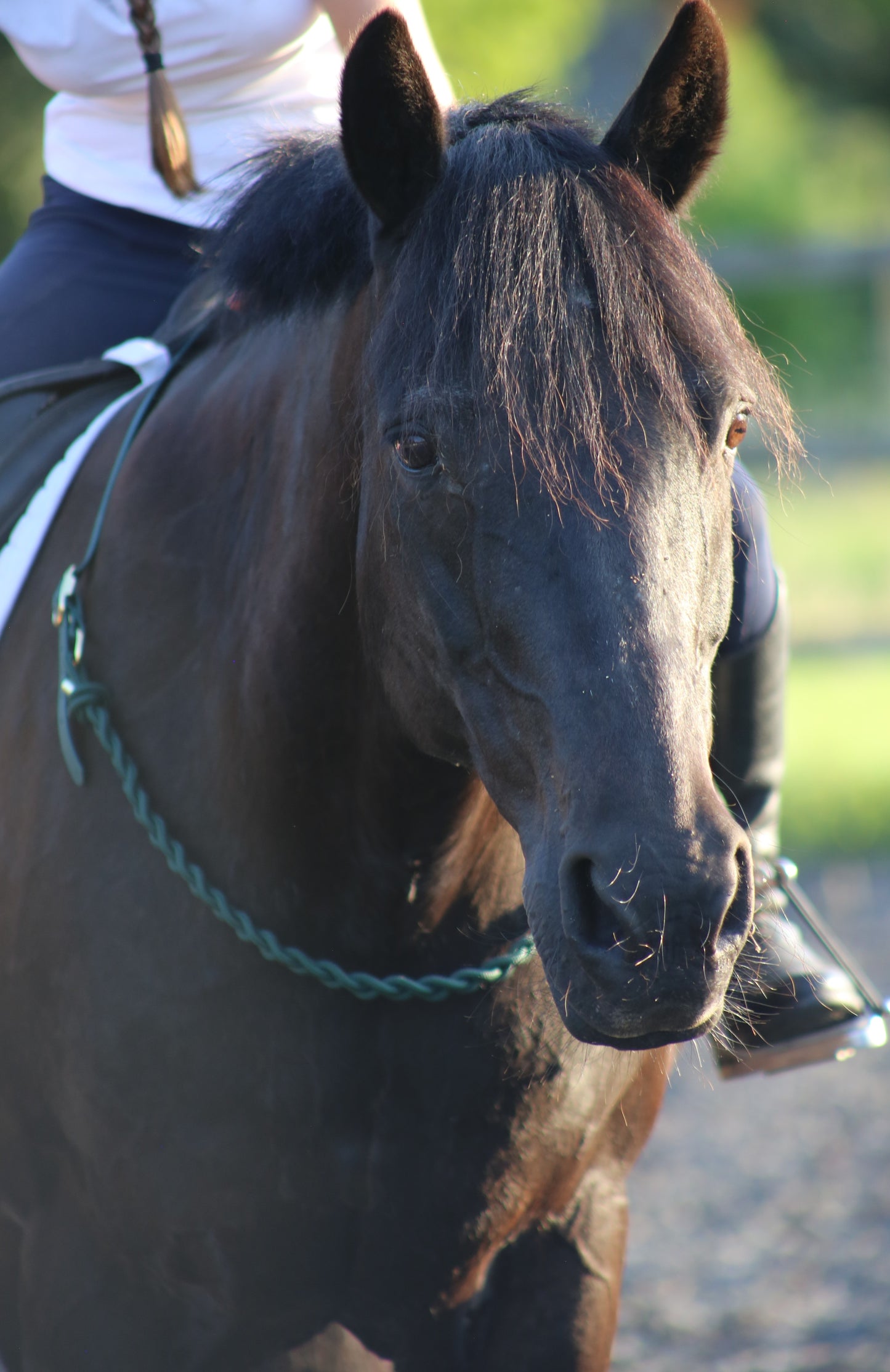 NEW Thea Equestrian Affinity Neckrope