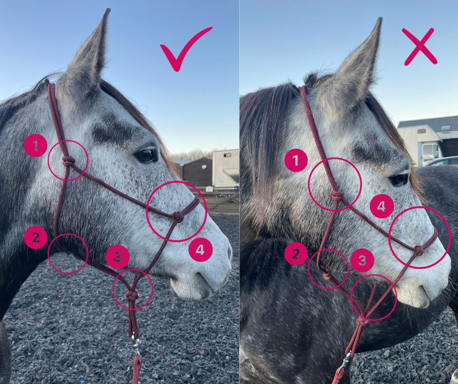 Fitting and Sizing your Rope Halter – GK Horsemanship Equipment