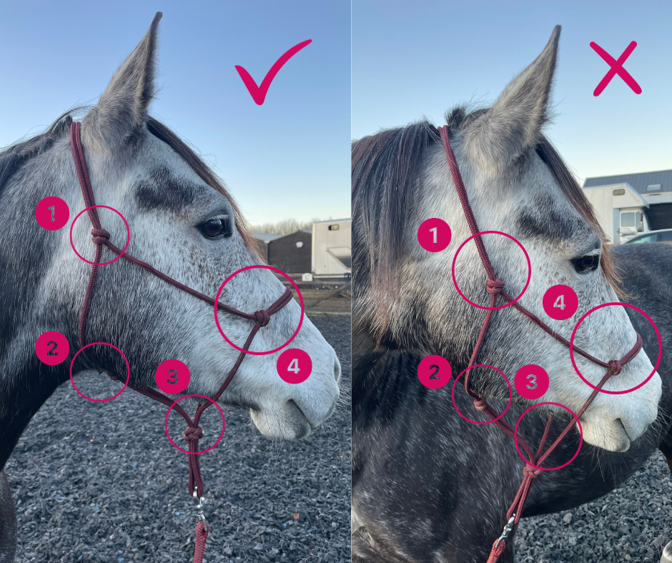 Fitting and Sizing your Rope Halter