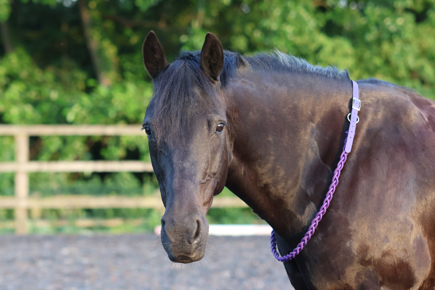 NEW Thea Equestrian Affinity Neckrope