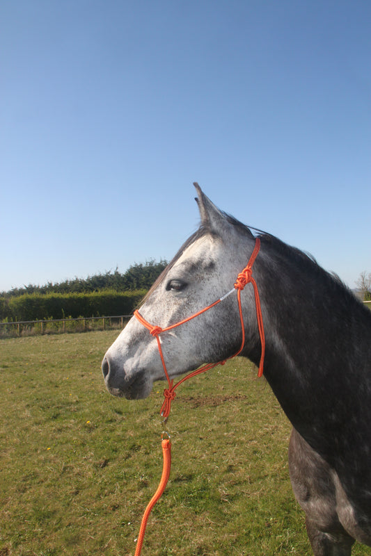 GKH Professional Stiff Rope Halter