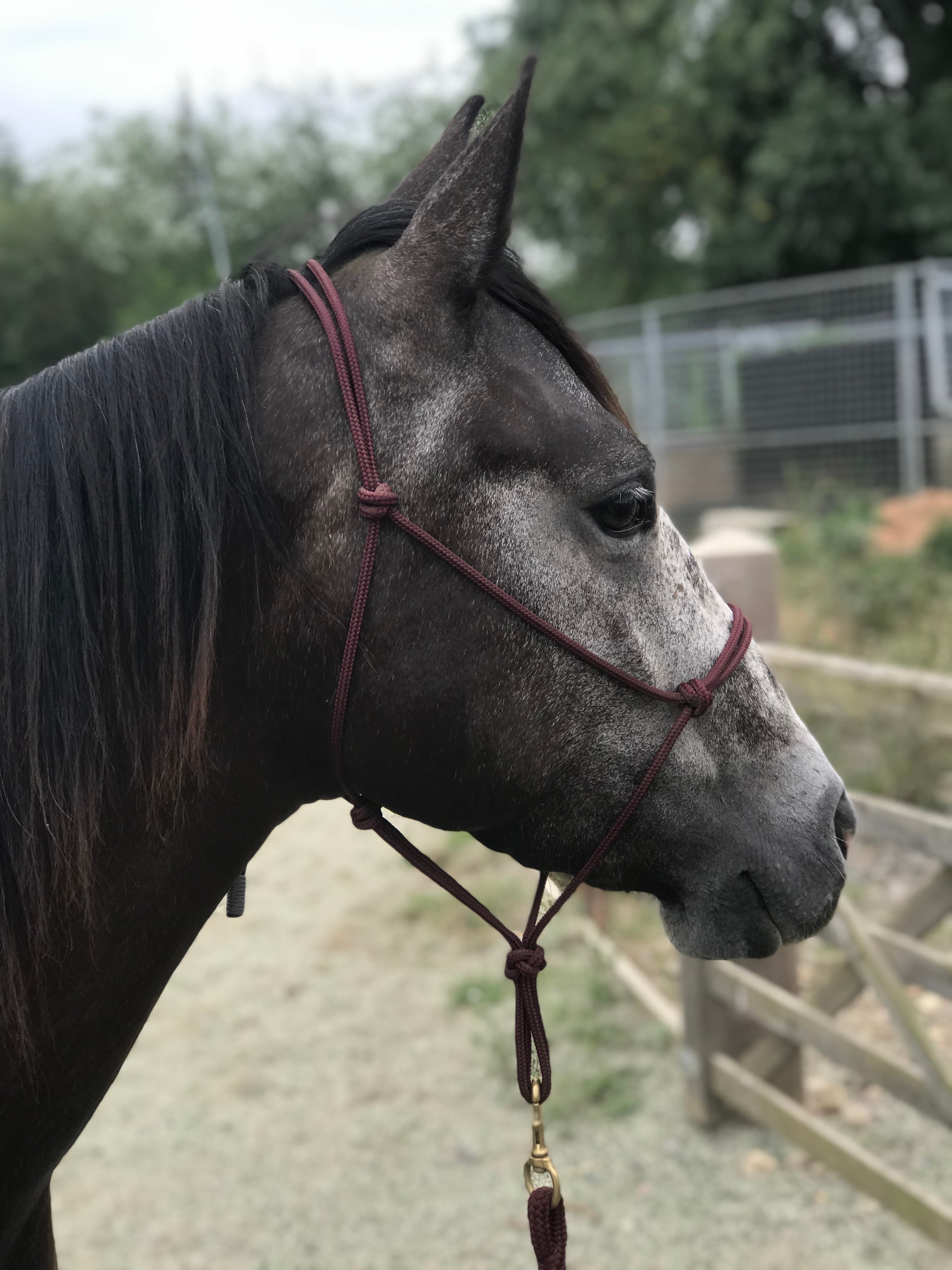 Rope halters deals for horses